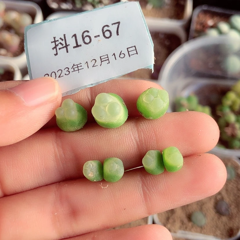 【闪购商品】惠**16-67
