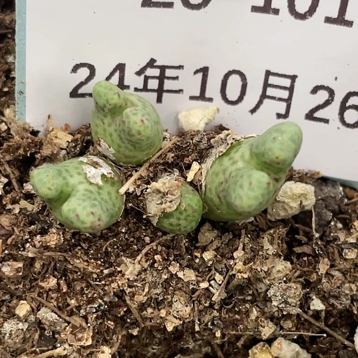 26-101鹿角斑马多肉植物