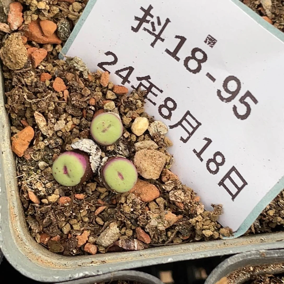 三****房18-95肉锥清晰园艺