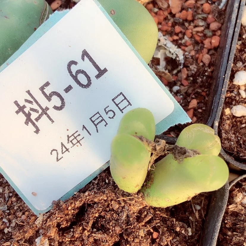 【闪购商品】半****粉5-61