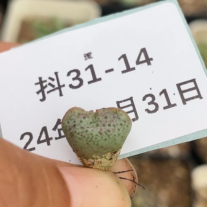 31-14紫式部多肉植物