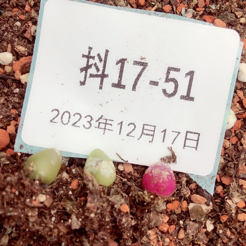 【闪购商品】17-51