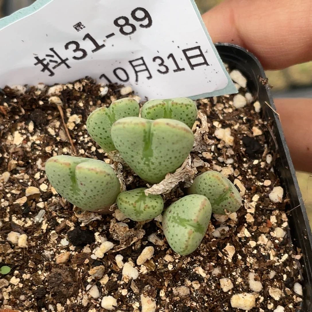 31-89紫式部多肉植物