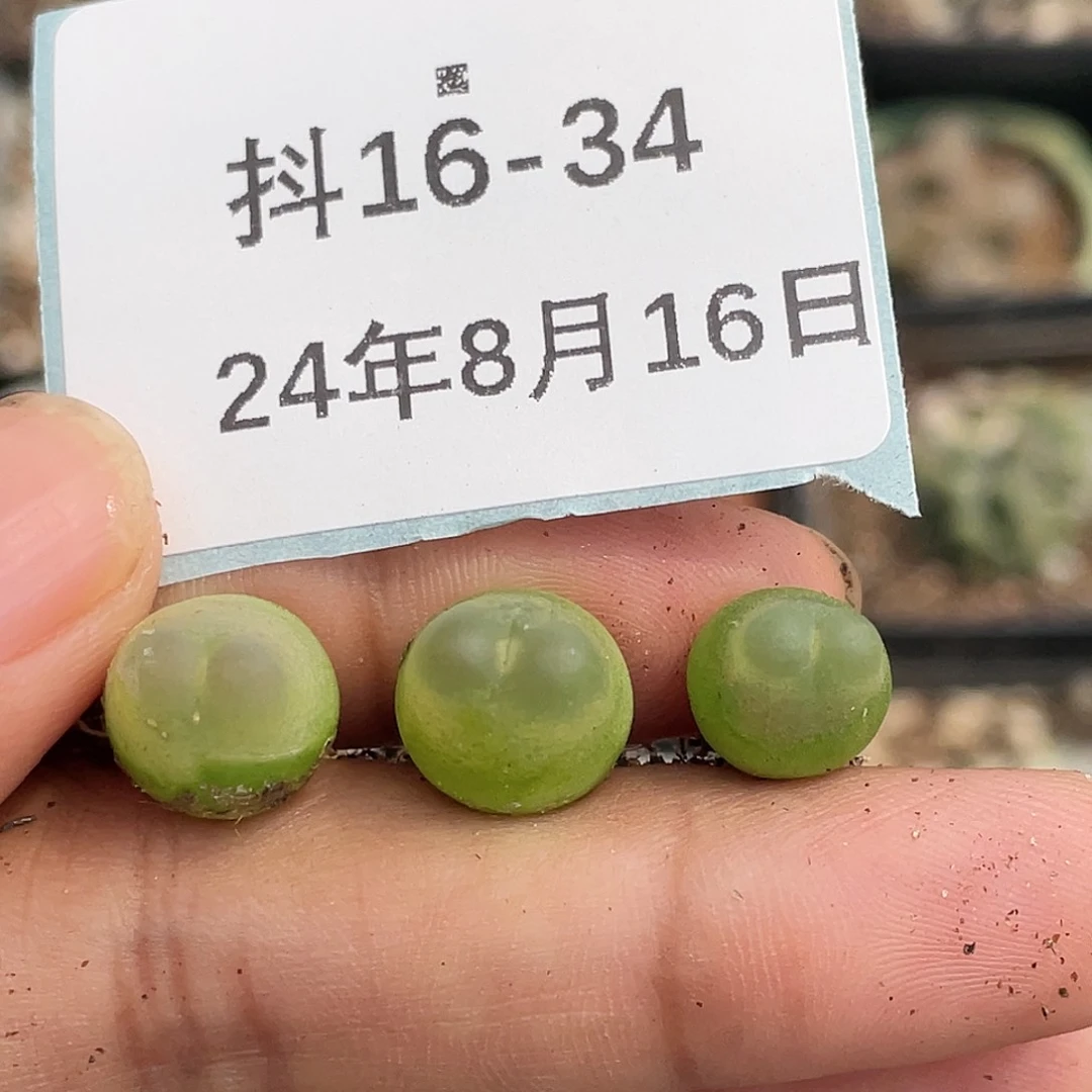 16-34拉登多肉植物