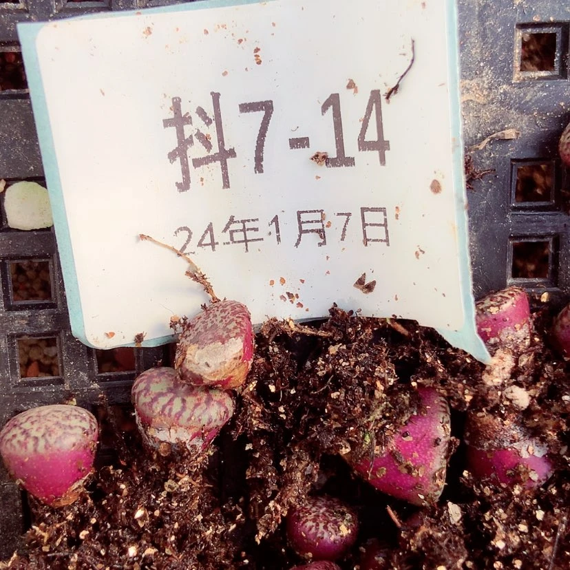 【闪购商品】7-14秘纹