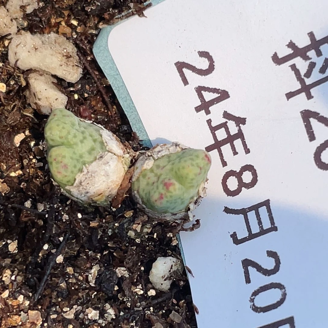 20-66斑马多肉植物