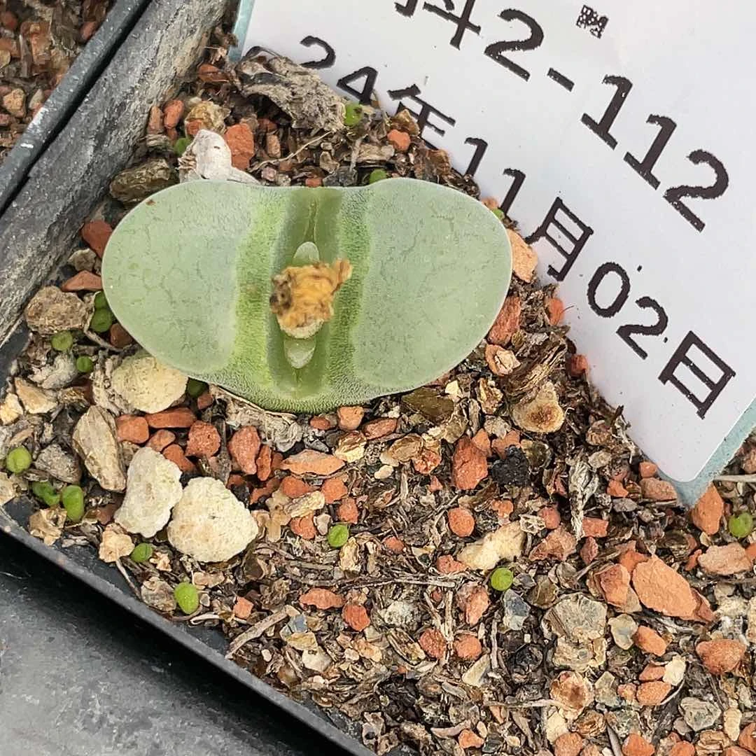 2-112磁铁多肉植物