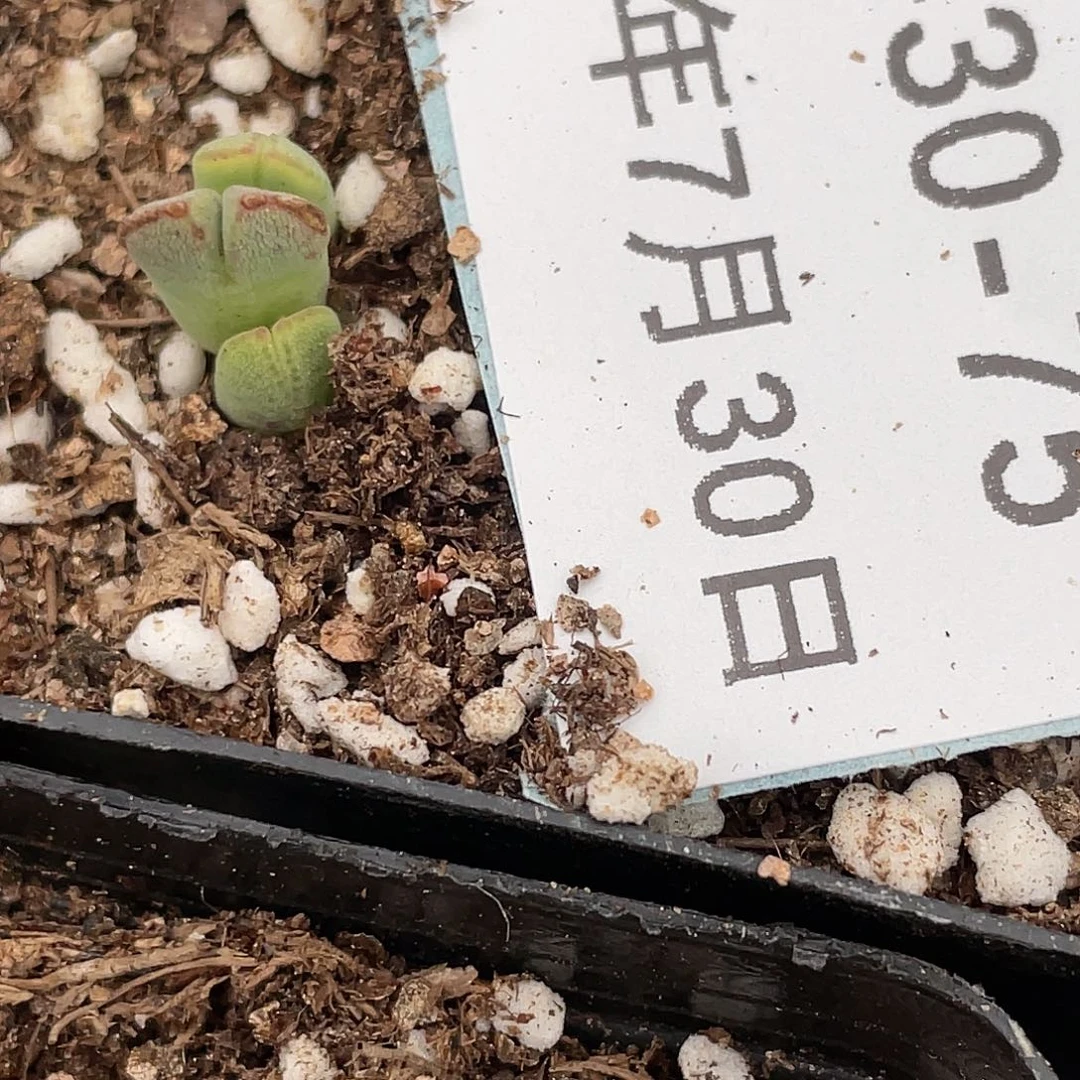 30-75猪蹄多肉植物