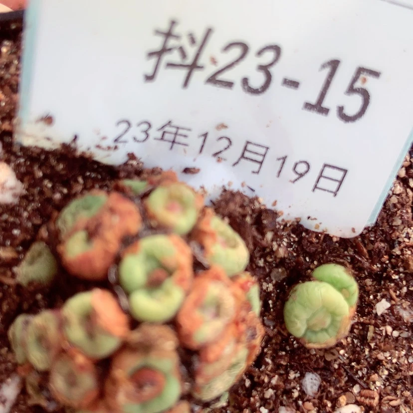 【闪购商品】溜**子23-15