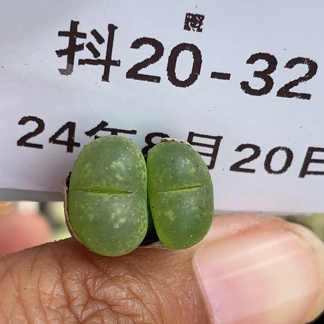 20-32肯尼迪多肉植物