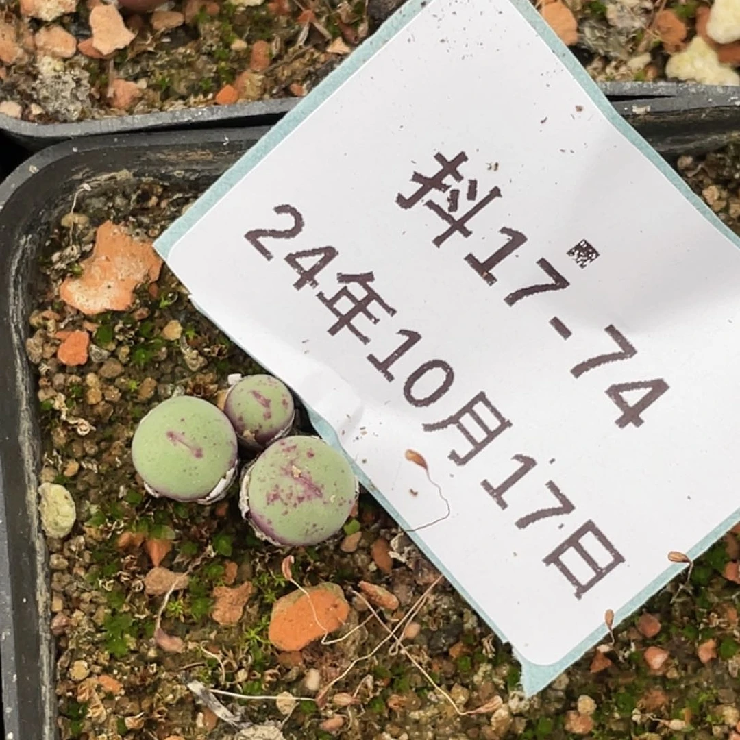 17-74嘴清晰园艺肉锥