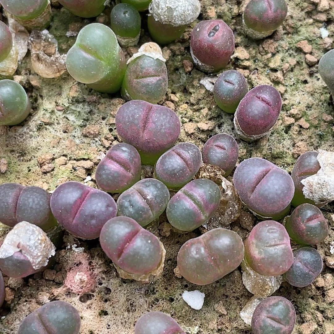 红宝石风铃一份3颗量拍