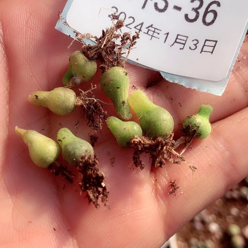 【闪购商品】3-36葫芦5元一个