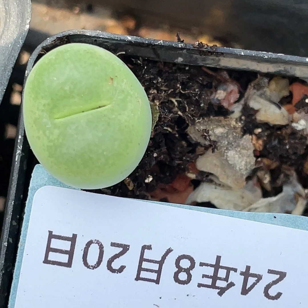 20-43翠光多肉植物