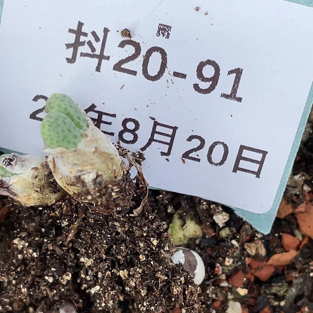 没*系20-91肉锥清晰园艺