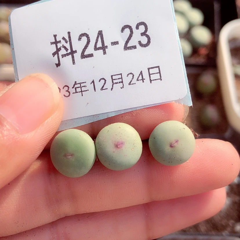 【闪购商品】24-23嘴