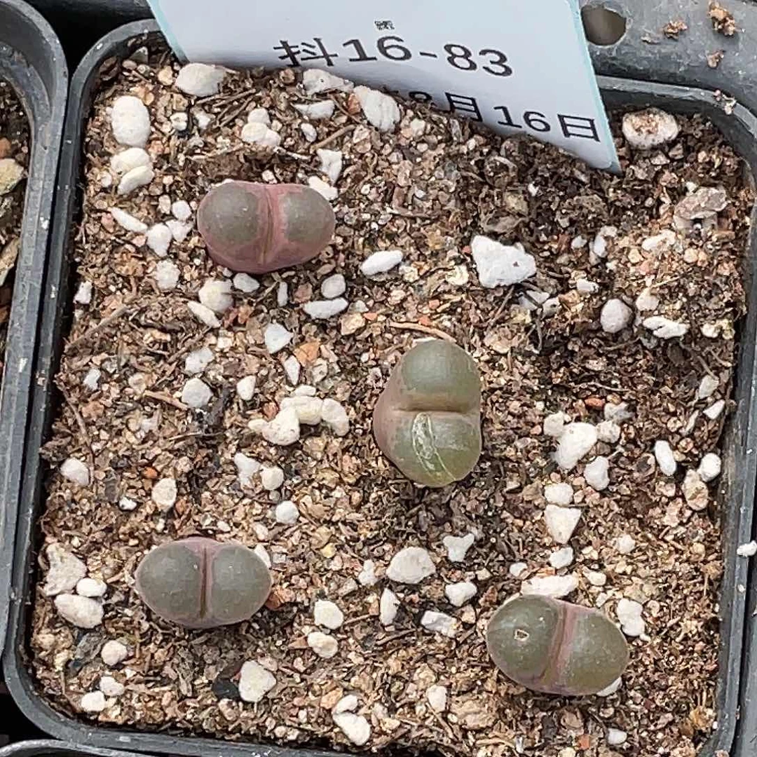 16-83小苗c10多肉植物