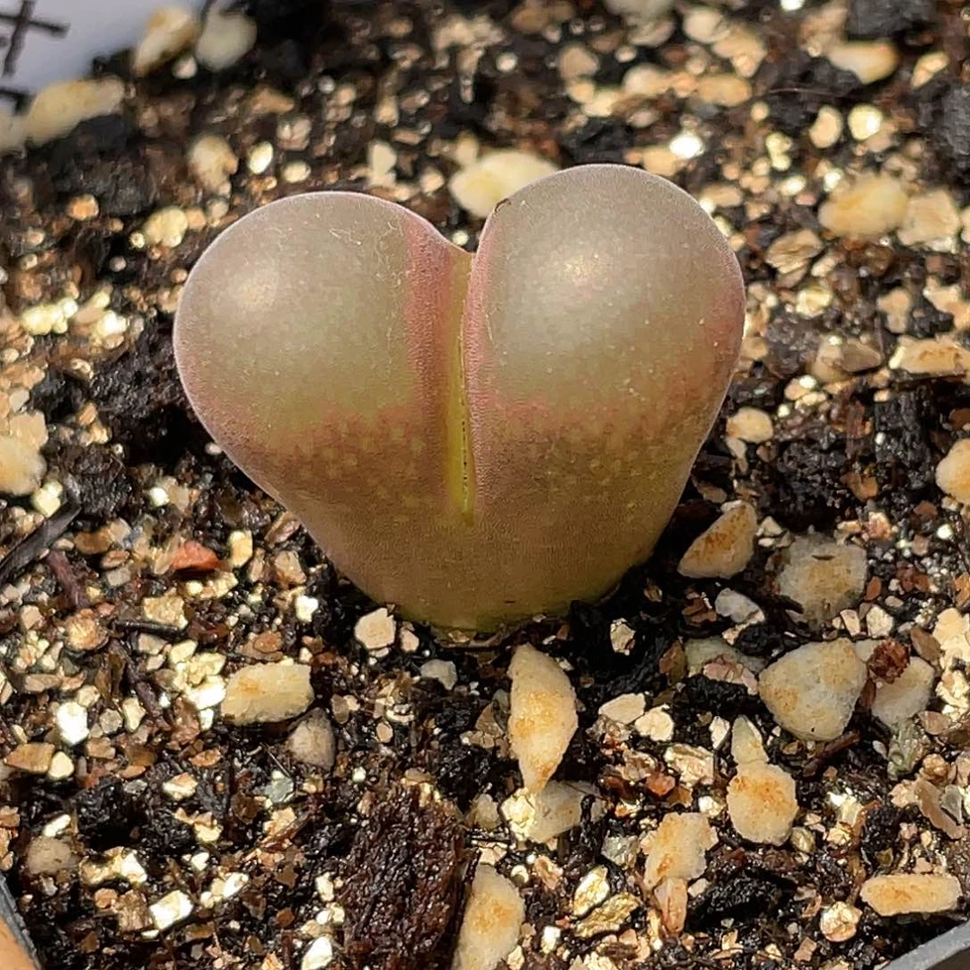 20-41风铃多肉植物