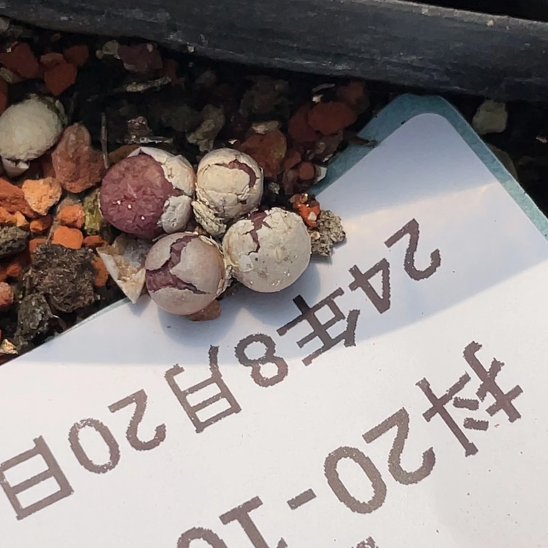20-107猪皮多肉植物