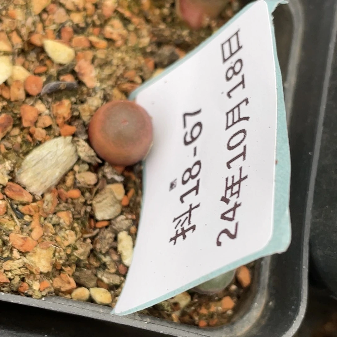 好****我18-67肉锥清晰园艺