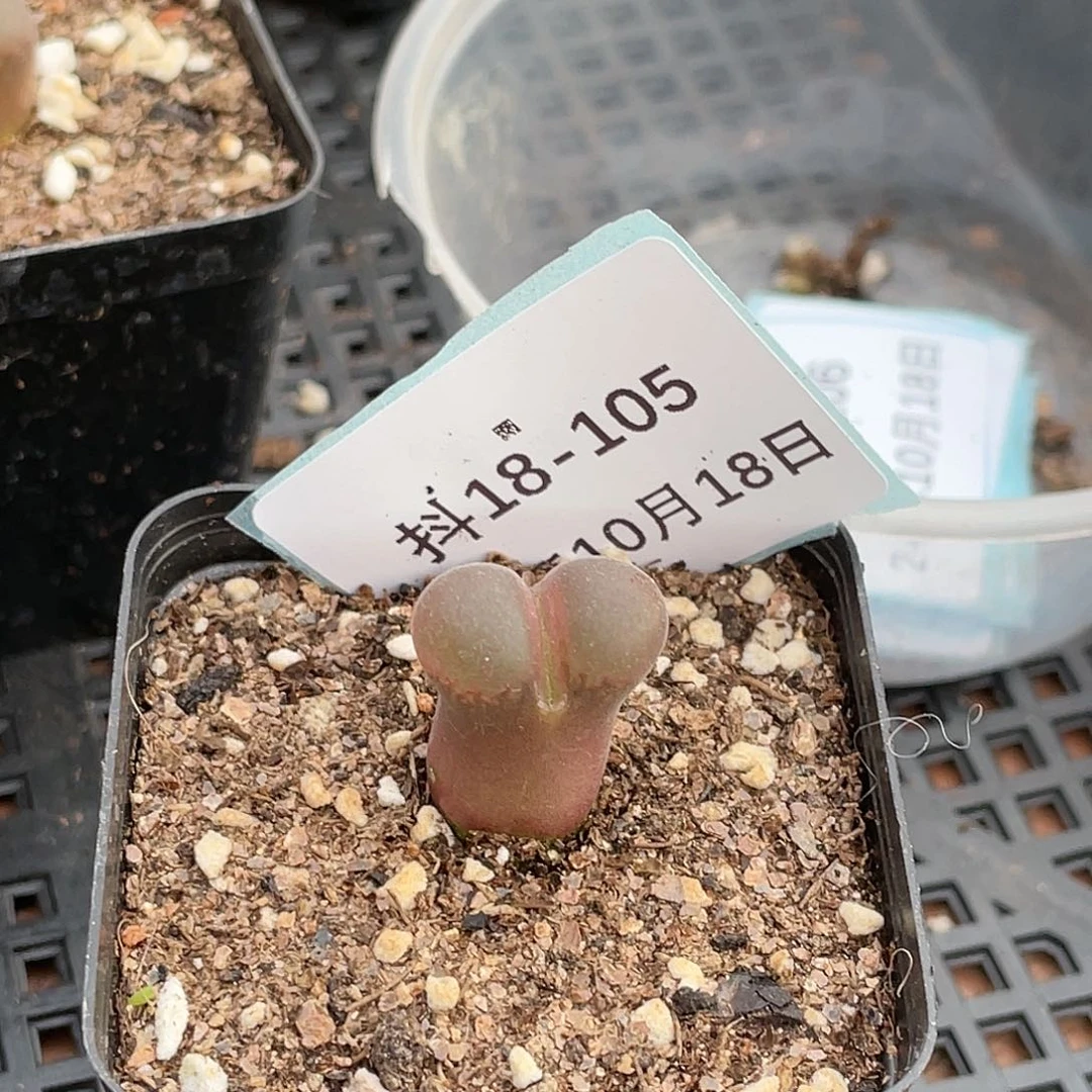 好**见18-105肉锥清晰园艺