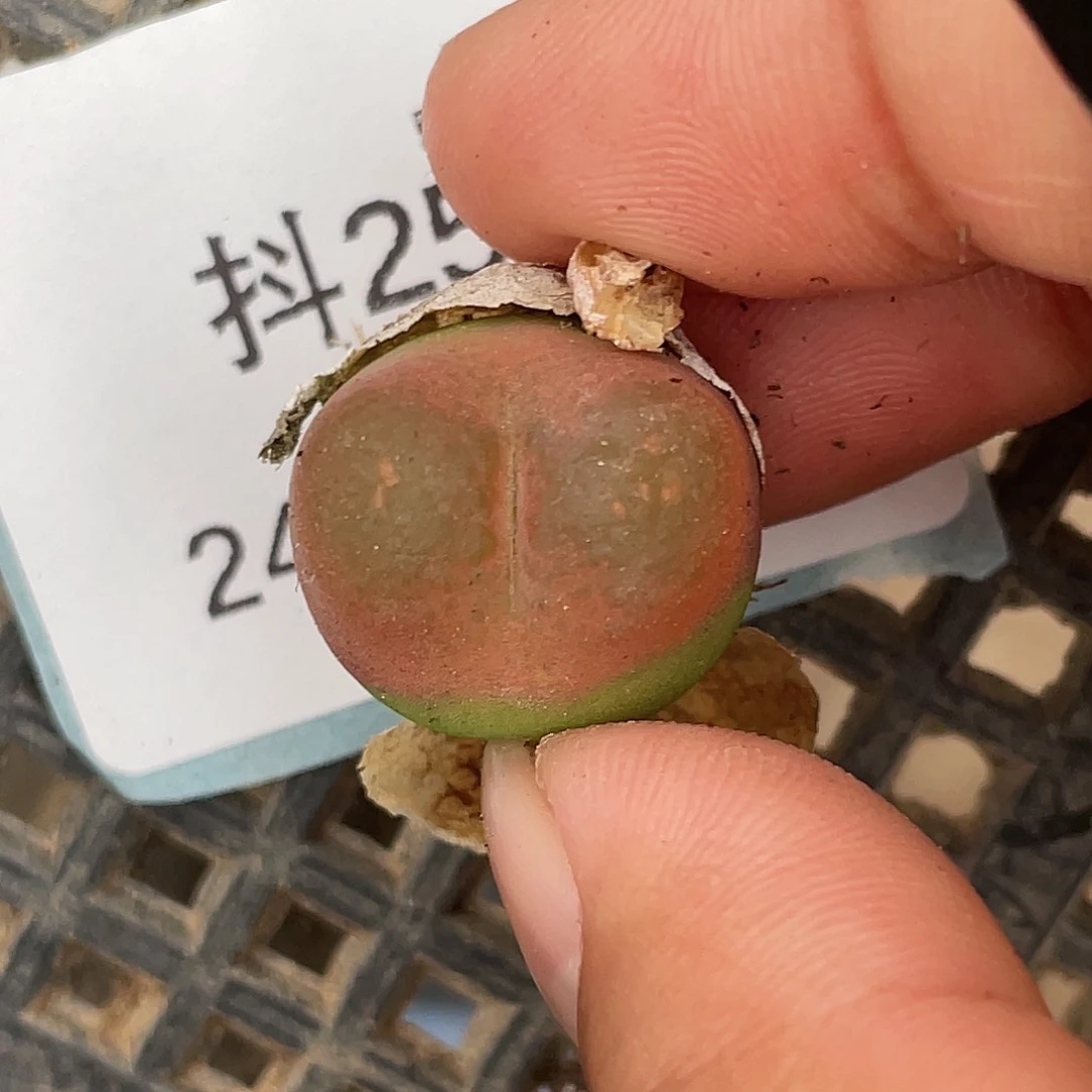25-55毛毛清晰园艺肉锥
