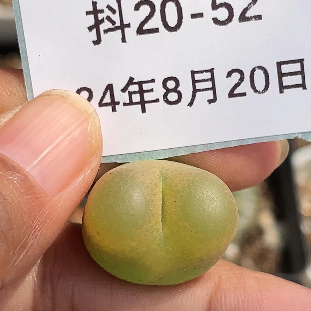 20-52毛毛多肉植物