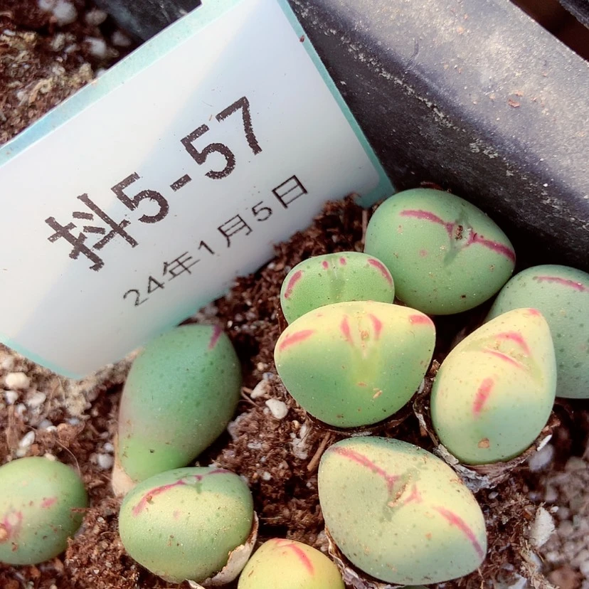 【闪购商品】什****要5-57