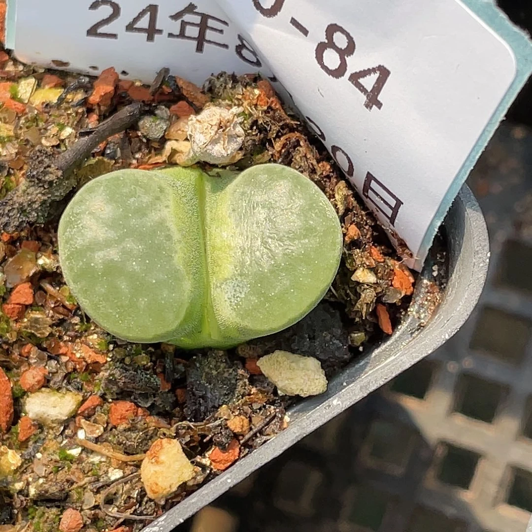 20-84磁铁多肉植物