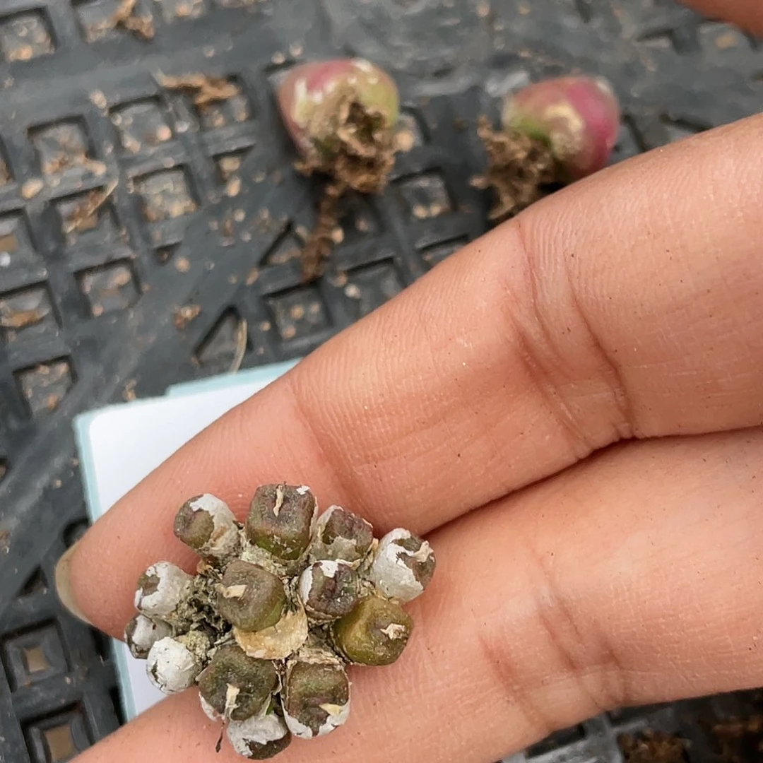 5-86方糖多肉植物