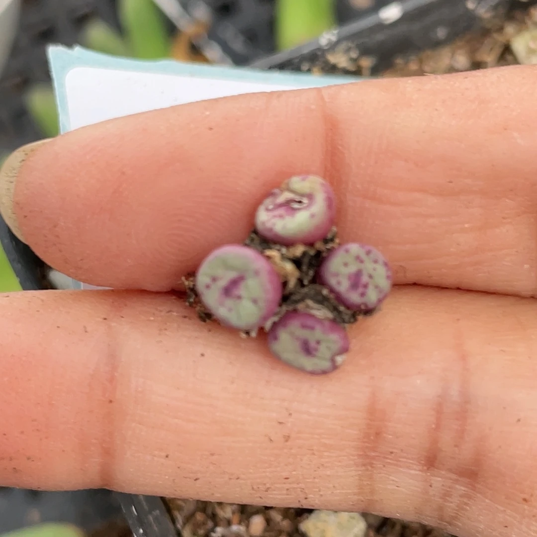 5-92嘴清晰园艺肉锥