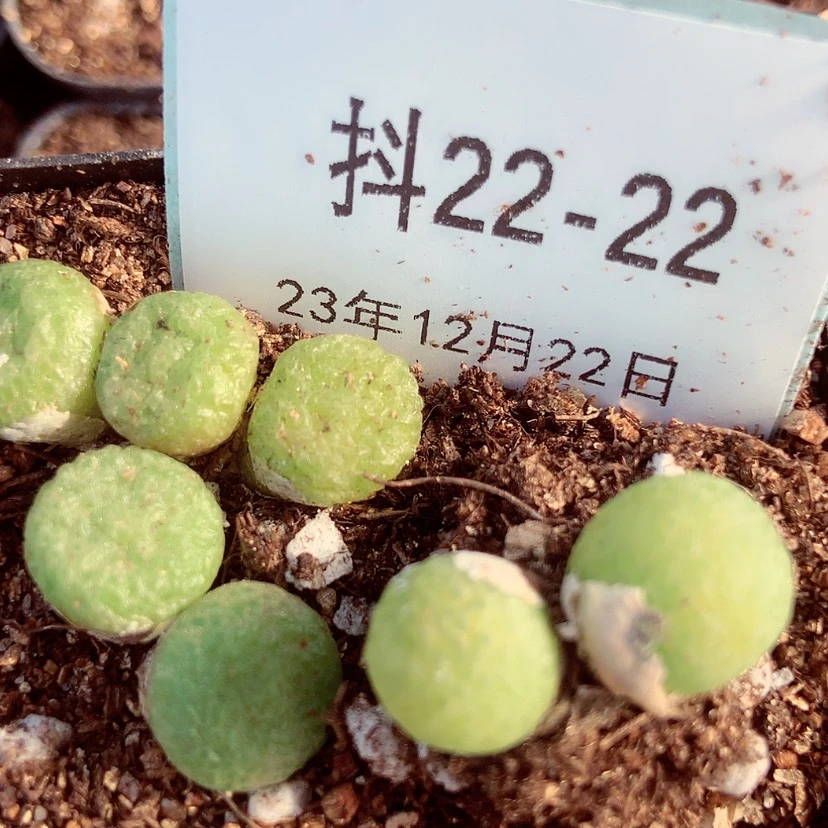 【闪购商品】云*22-22