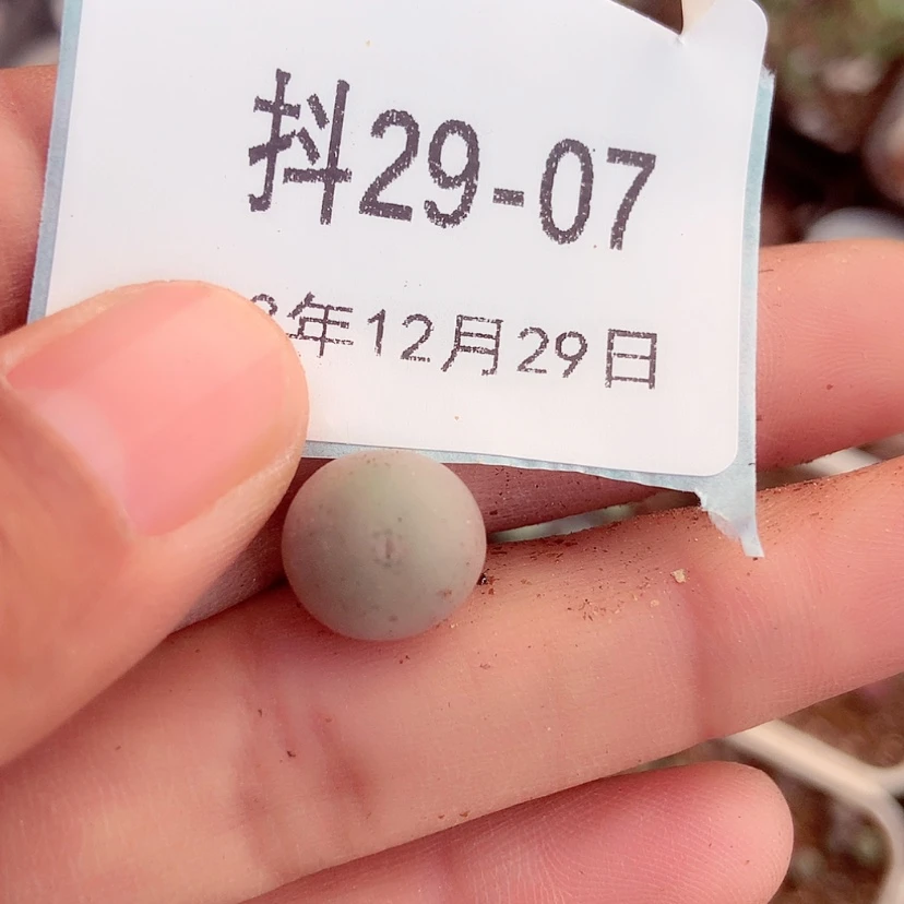 【闪购商品】木**129-7