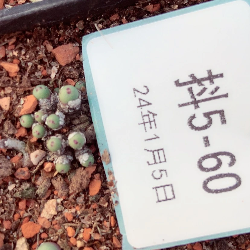 【闪购商品】半****粉5-60