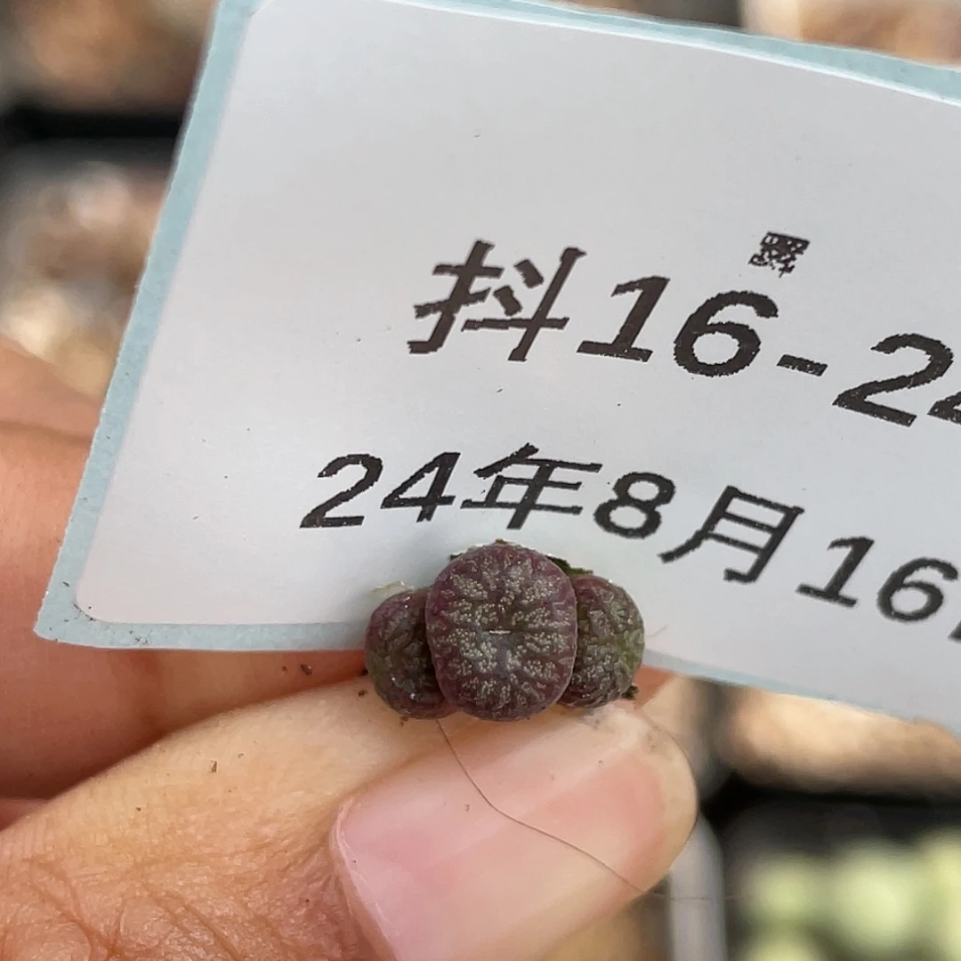 16-24送奶杂多肉植物