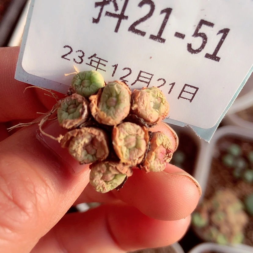 【闪购商品】J*21-51