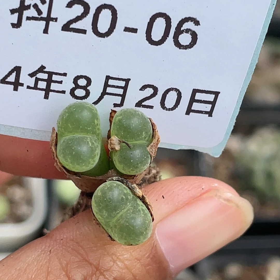 20-6肯尼迪多肉植物