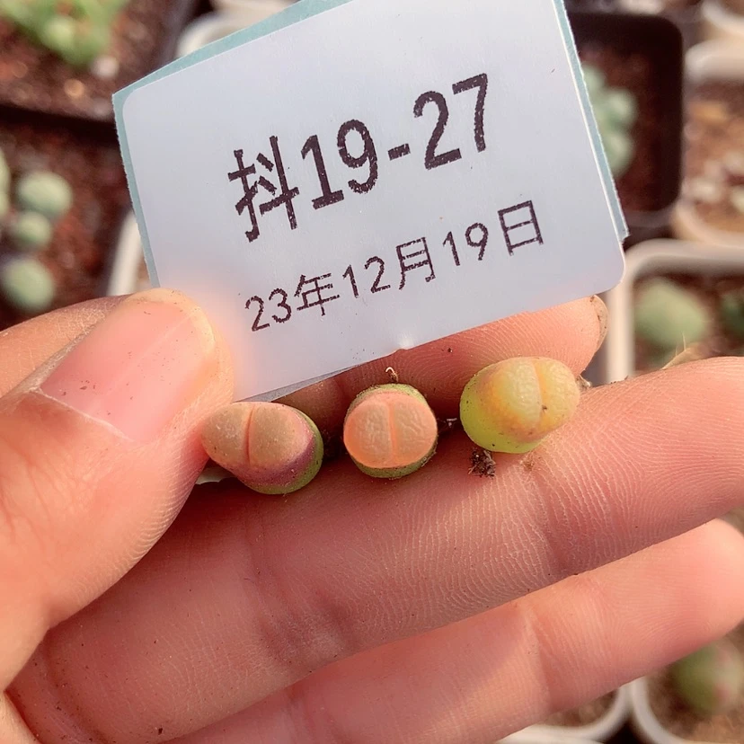 【闪购商品】半****粉19-27