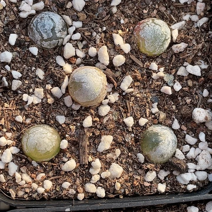 5-120灯泡多肉植物