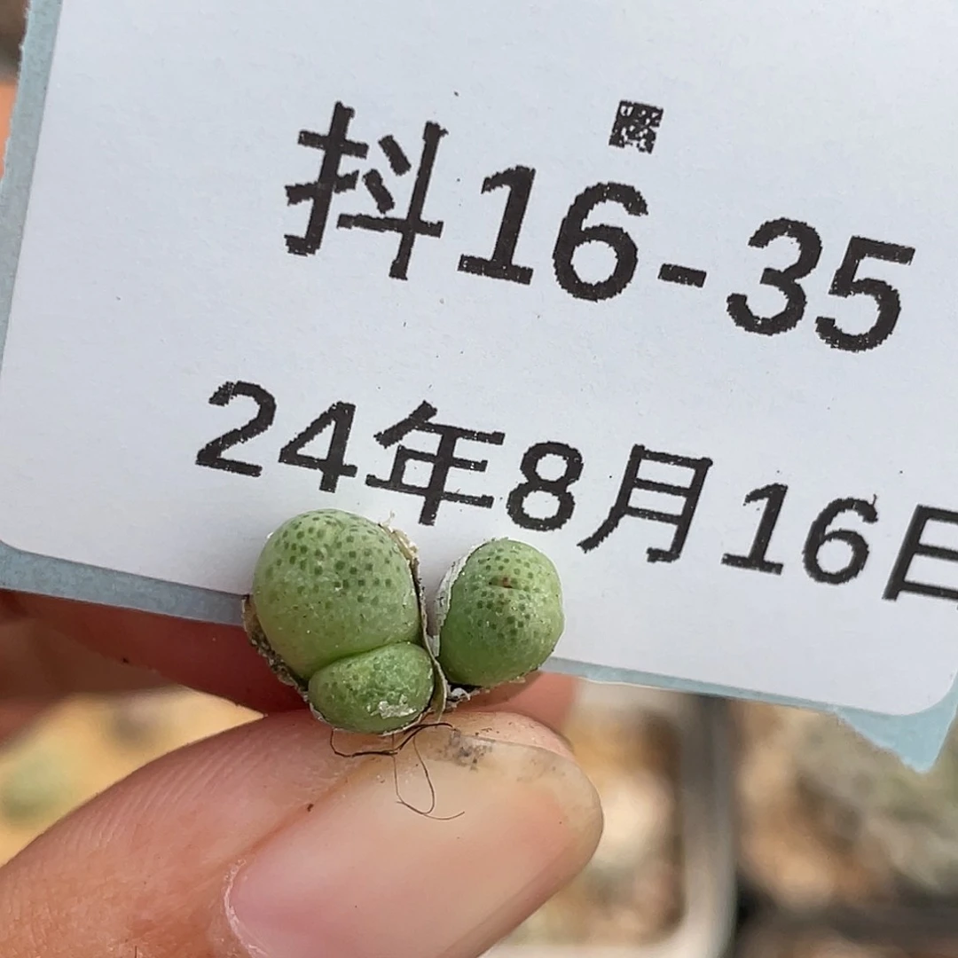 16-35斑马多肉植物