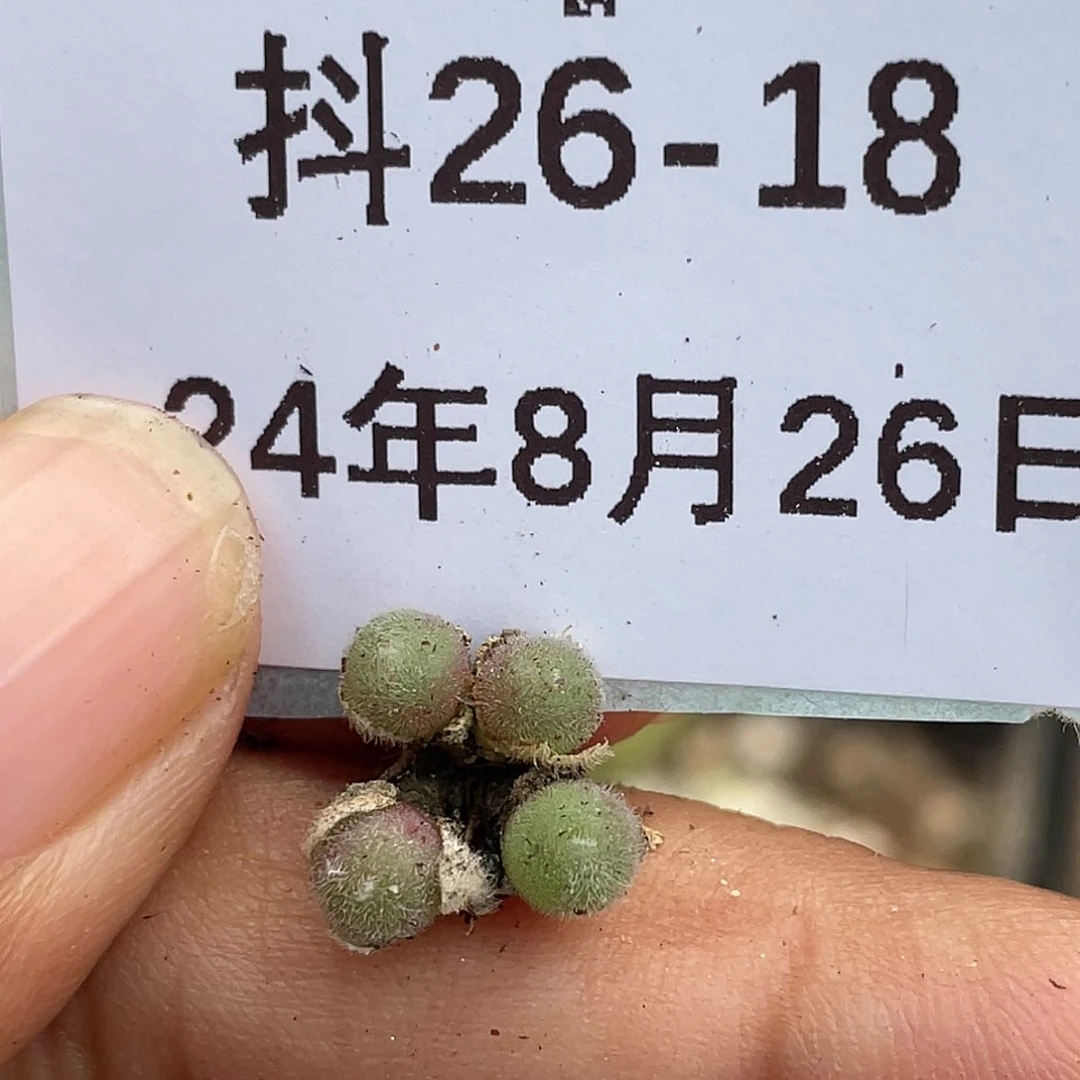 26-18毛球多肉植物
