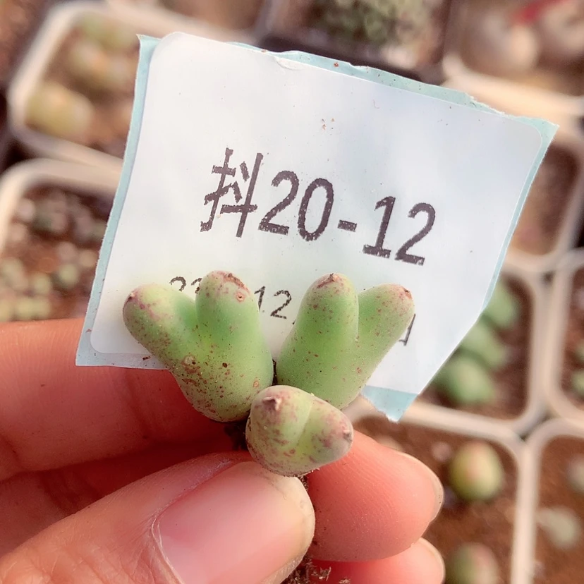 【闪购商品】20-12猪蹄