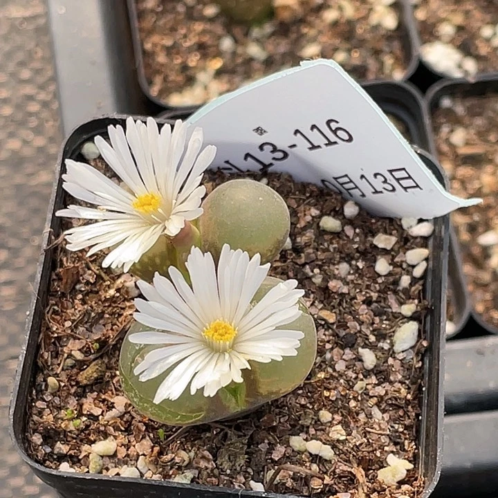 呐13-116肉锥清晰园艺