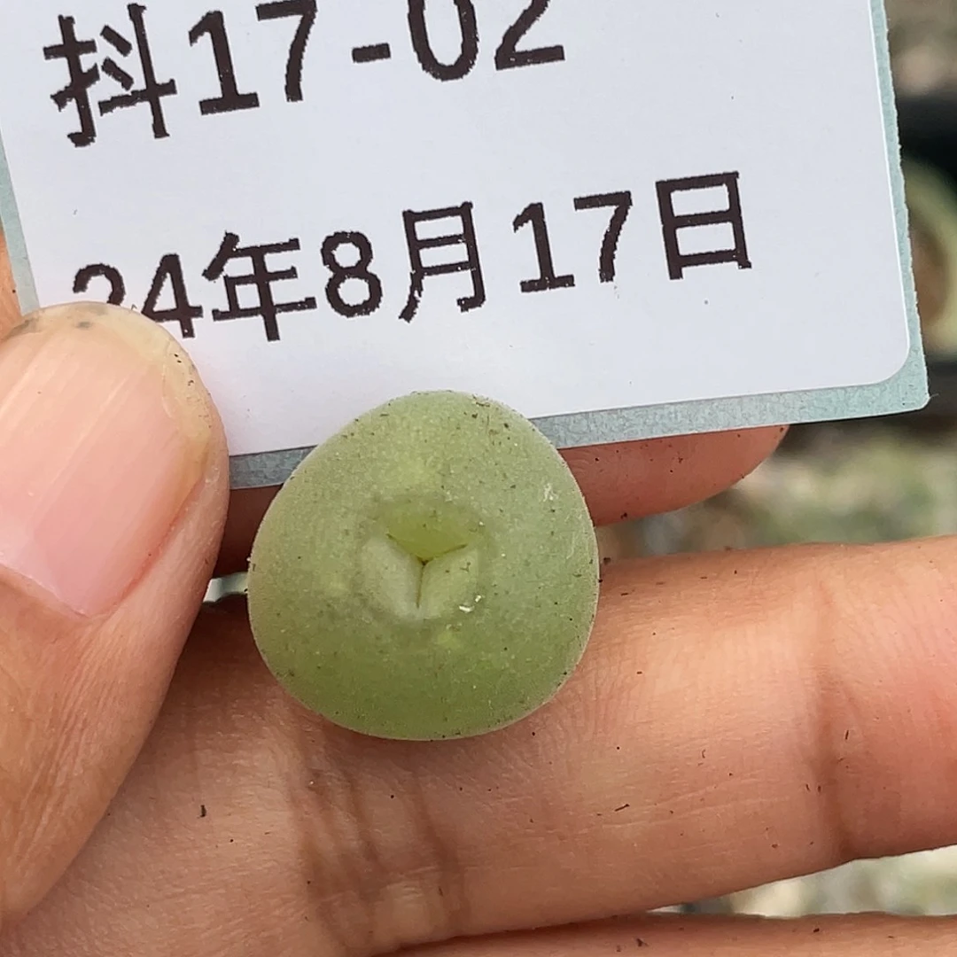 17-2空卡奔多肉植物