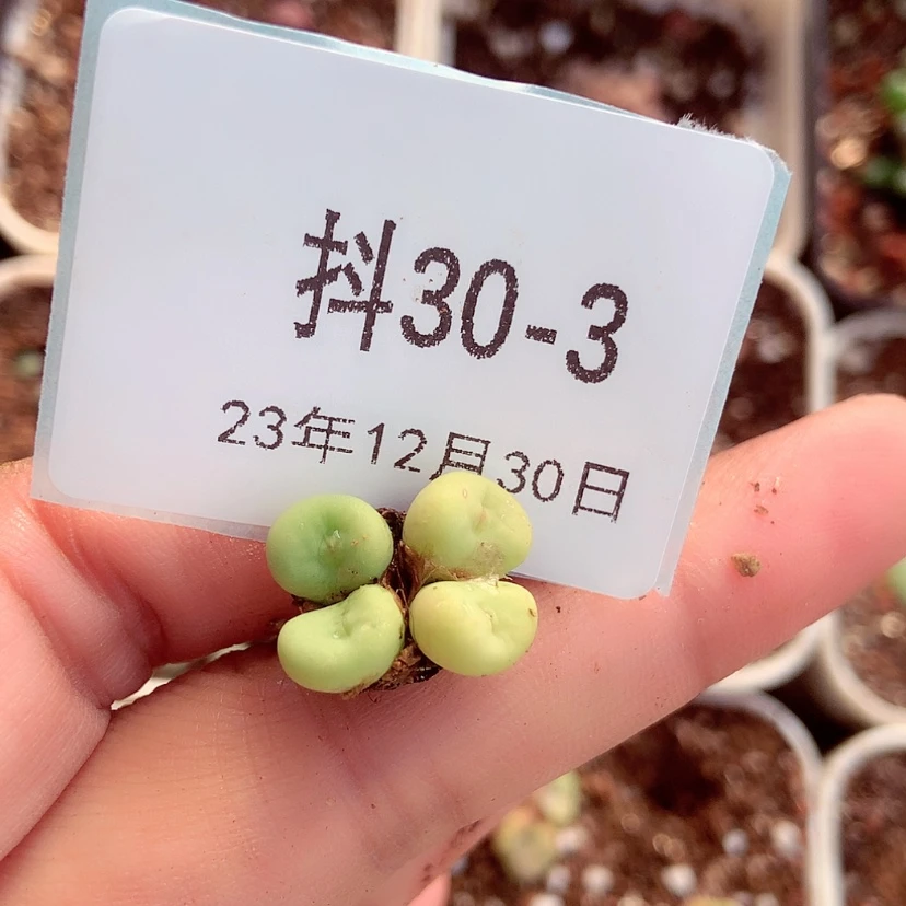 【闪购商品】陈**?30-3