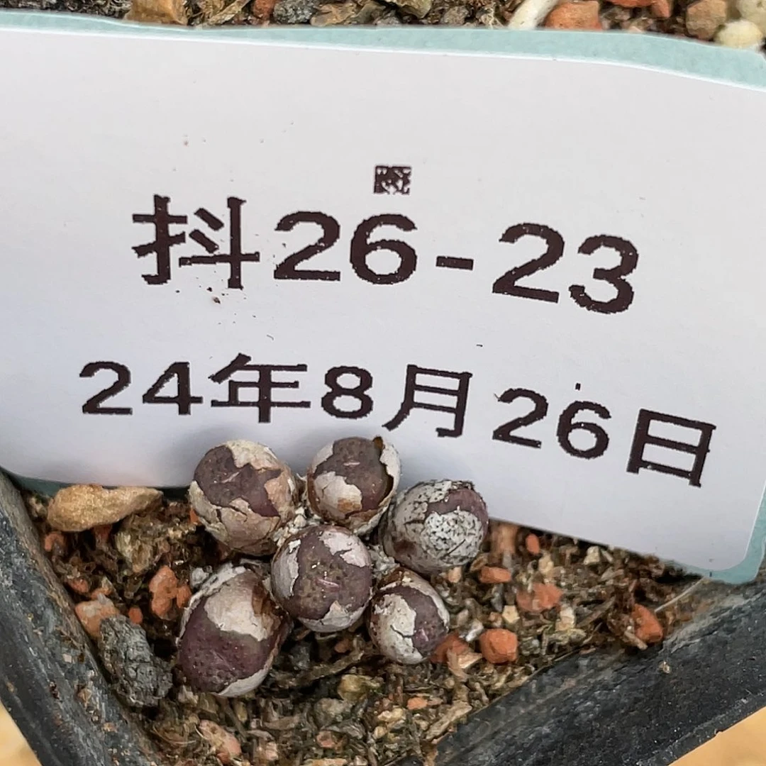 26-23猪皮多肉植物