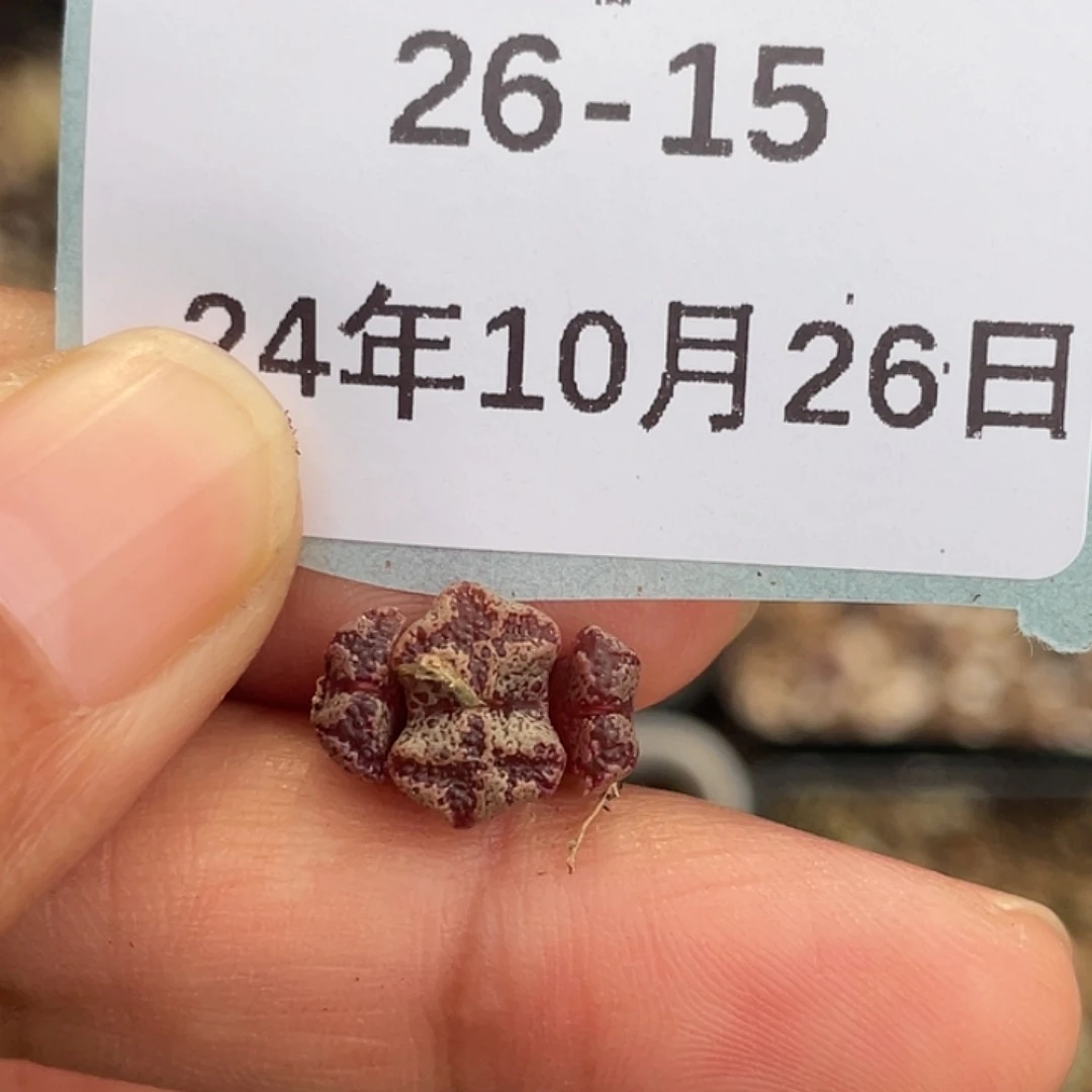 26-15超碟多肉植物