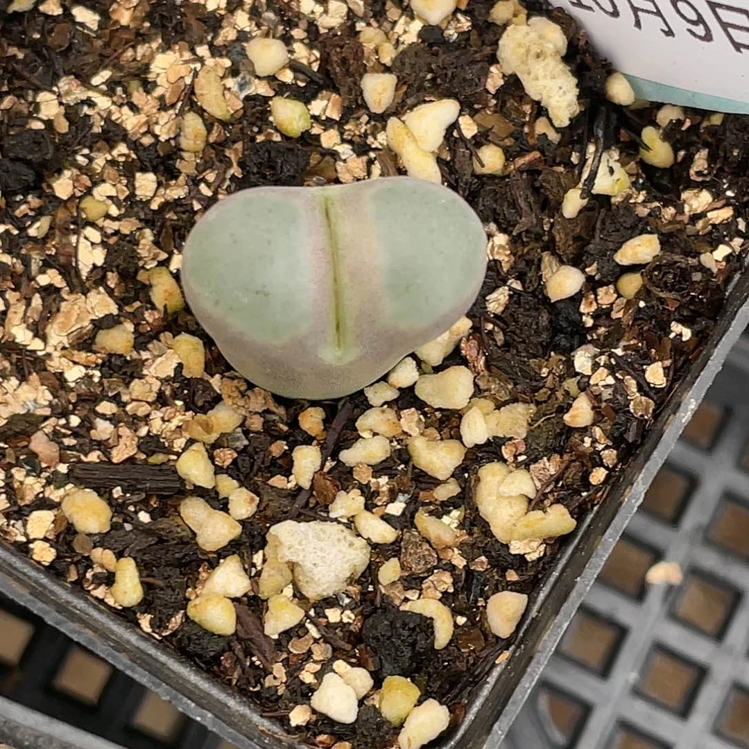 孤**河9-149肉锥清晰园艺