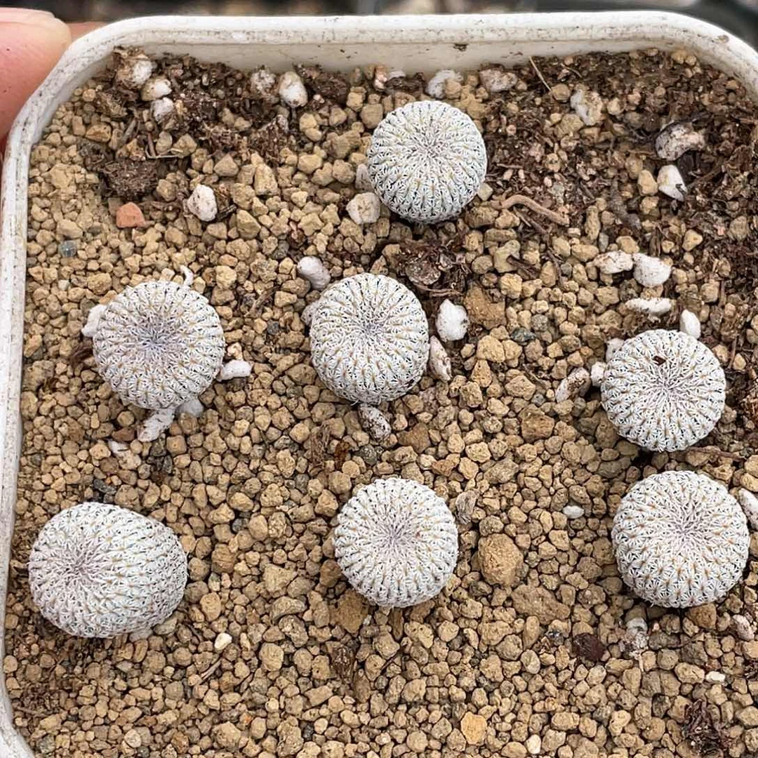 月世界一个量拍多肉植物