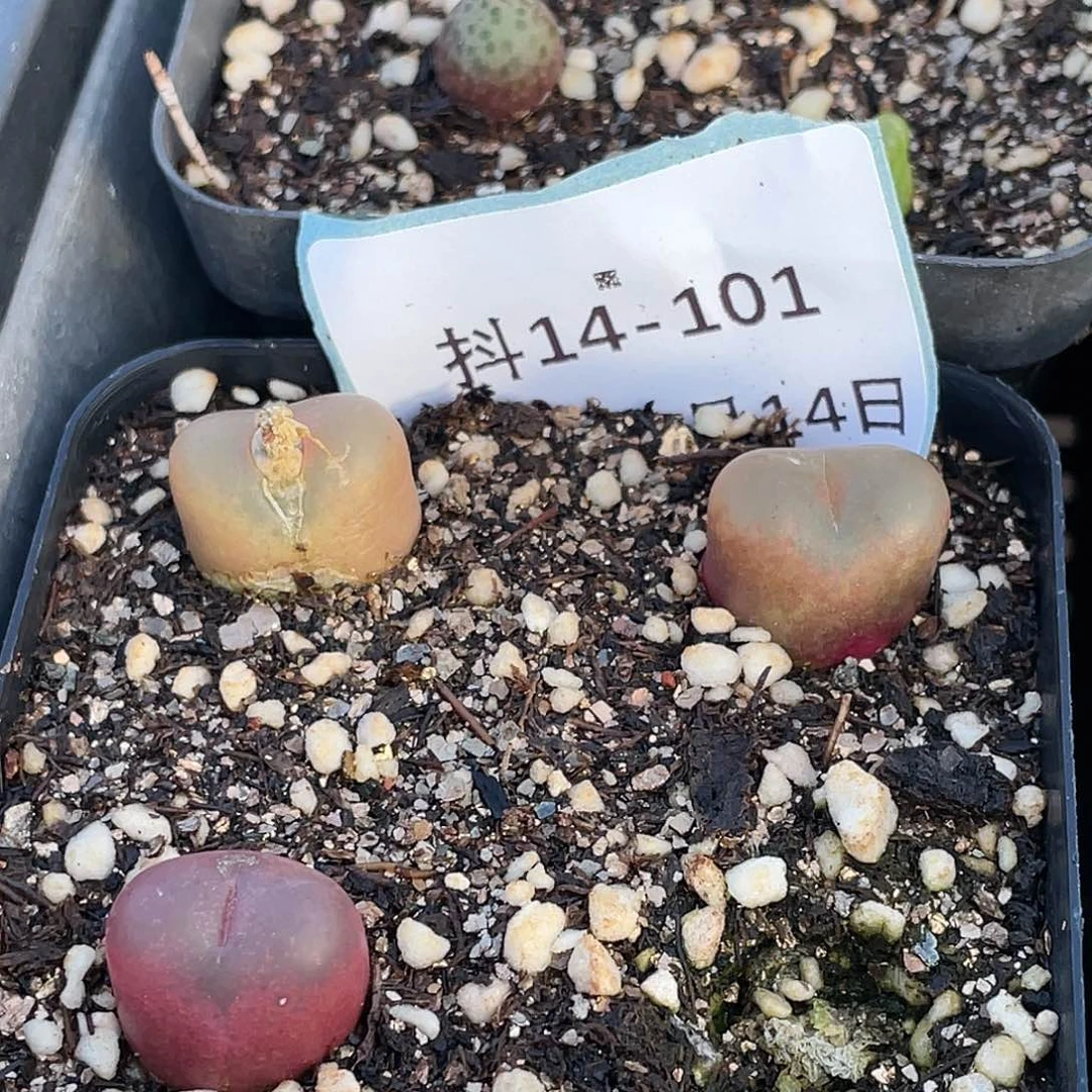 14-101毛毛多肉植物